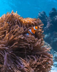 Andaman-Islands-Small