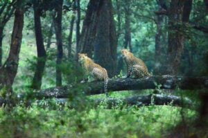Bandhavgarh-National-Park-India