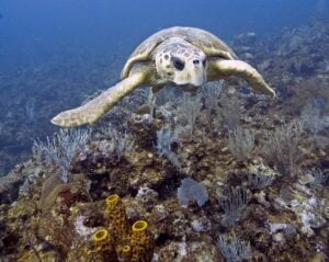 Belize-Barrier-Reef-Small