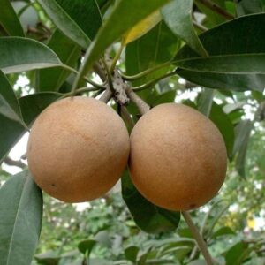 Chiku-Sapota