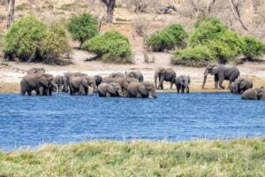 Chobe-National-Park-Small