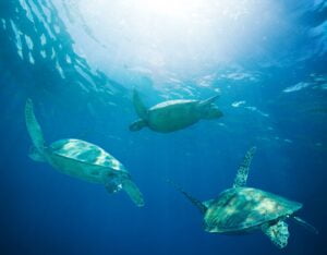 Cocos-Island