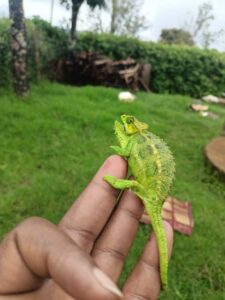 Flap-Necked-Chameleon-Small