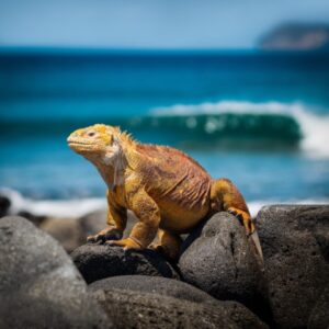 Galapagos-Islands-National-Park-Ecuador-Small