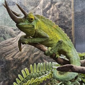 Jacksons-Chameleon-Small