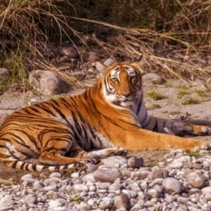 Jim-Corbett-Tiger-Reserve-Small