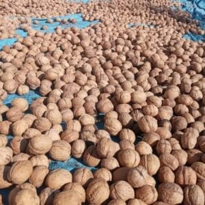 Kashmiri-Walnut
