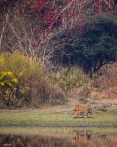 Kaziranga-Tiger-Reserve-Small