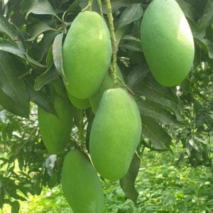 Malihabadi-Dussehri-Mango