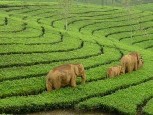 Munnar-Kerala