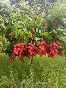 Muzaffarpur-Shahi-Litchi-Small