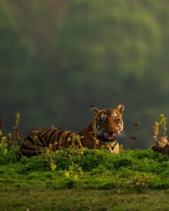 Nagarhole-Tiger-Reserve-Small