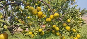 Nagpur-Orange