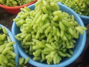Nashik-Grapes