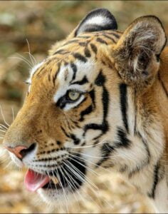 Periyar-Tiger-Reserve-Small