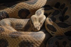 Russells-Viper