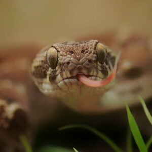 Saw-scaled-Viper-Small