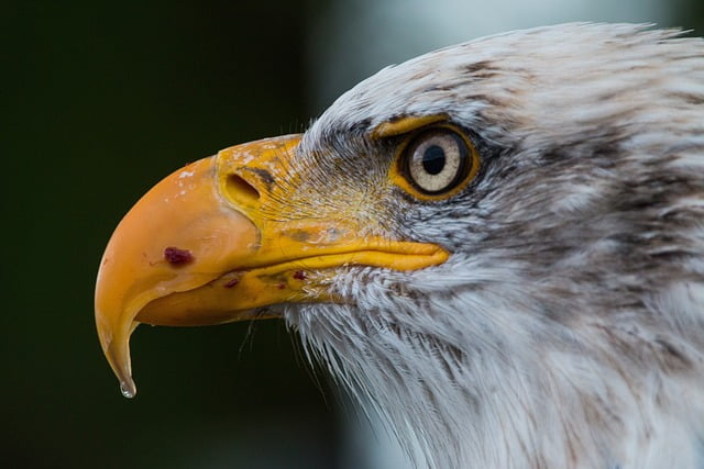 Top 10 Birds With Amazing Beaks