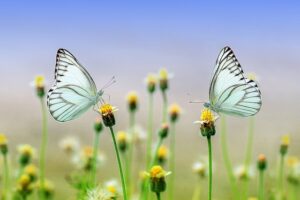butterflies-1127666_640-1