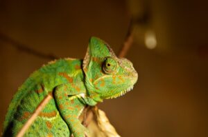 chameleon-7785019_640