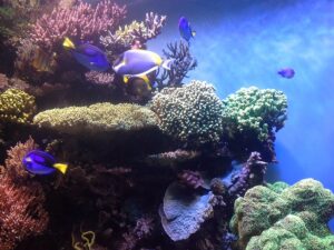 coral-reef-474052_640