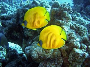 dive-1656619_640-1