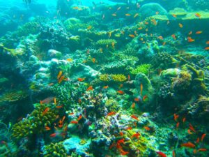 diving-261581_640