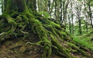 ecological-processes-Small