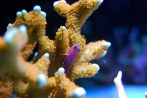 fish-2582510_640
