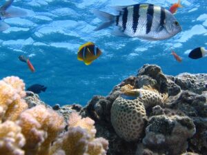 fish-291322_640