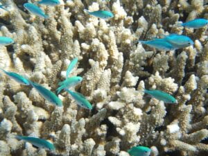 fish-382487_640-3
