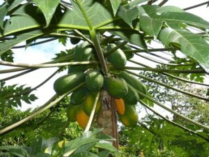 papaya-282980_640