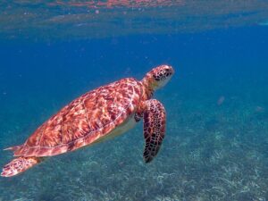 turtle-1958058_640