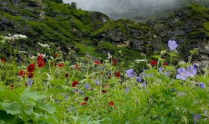 valley-of-flower-Small