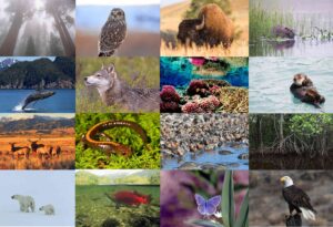 Creating Effective Biodiversity Conservation Strategies