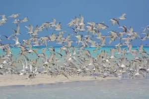 Bird-Watching-on-Chetlat-Island
