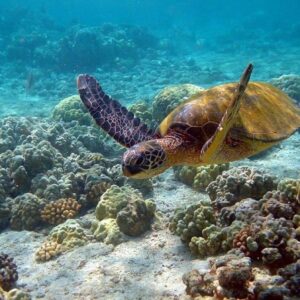 Scuba-Diving-in-Bangaram
