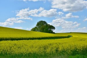 agriculture-3363932_640