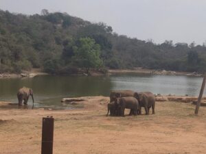 Bannerghatta-National-Park