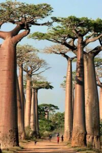 Baobab