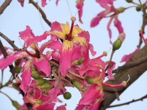 Ceiba-speciosa