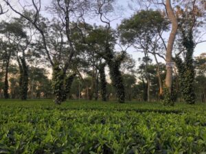 Dibrugarh-Assam-Small