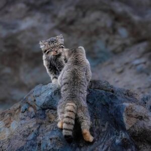 Hemis-National-Park