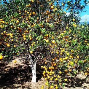 Kachai-Lemon-Small
