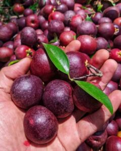 Kokum-Small