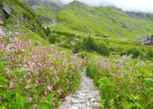 Beauty of Mountain Views with Natural Flowers