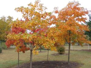 Sassafras-albidum-Small