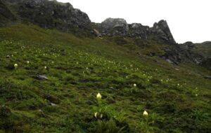 Saussurea-Obvallata-Small