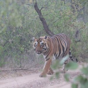Tadoba-Andhari-Tiger-Reserve