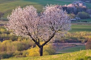 11 Most Colorful Trees in the World